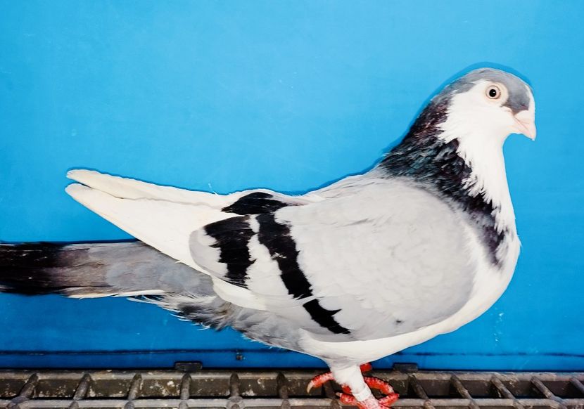 12778(21)  Femelă  2023 - Jucători de Galați