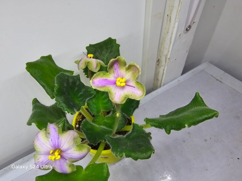 26 ianuarie 2025 - Dn Lacricinaya Carameli