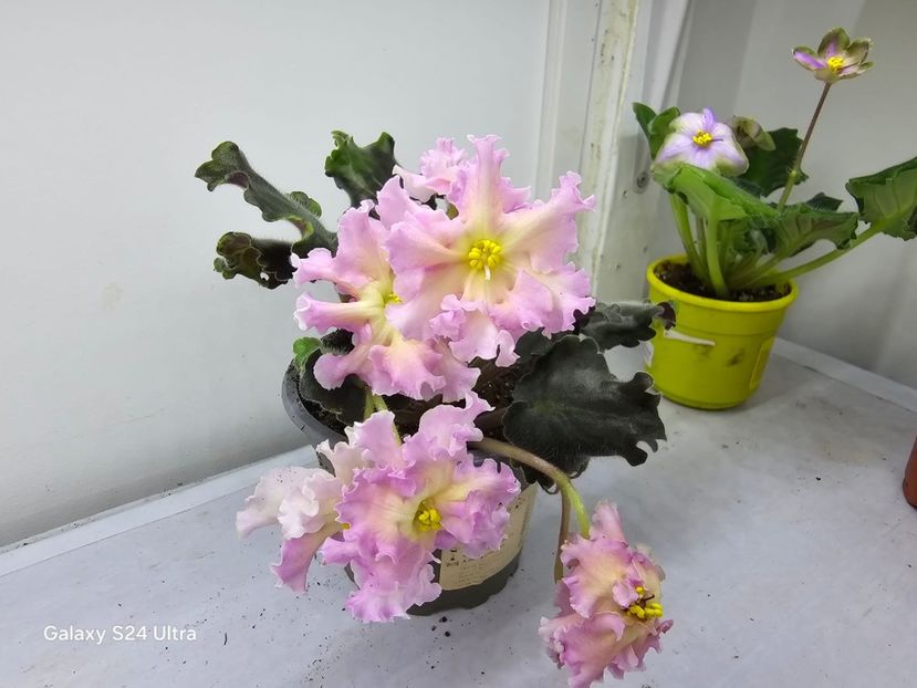 26 ianuarie 2025 - EK Zolotoj Fazan