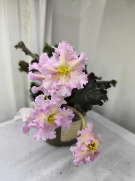 26 ianuarie 2025 - EK Zolotoj Fazan