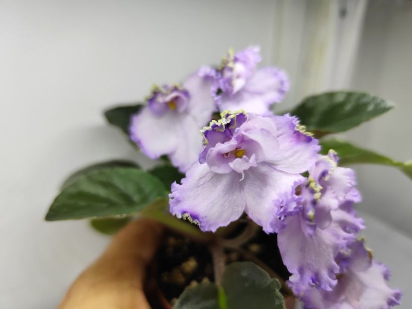 26 ianuarie 2025 - Buckeye Legal Tender