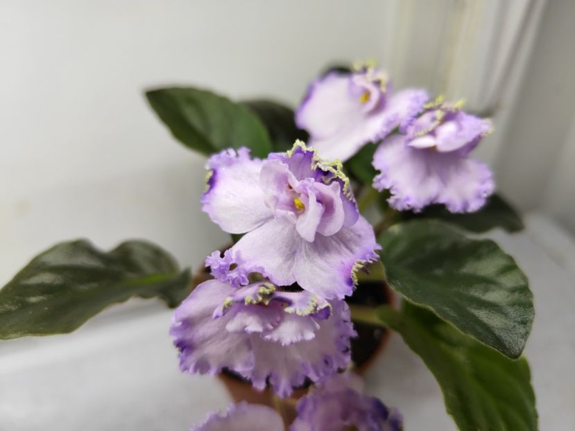 26 ianuarie 2025 - Buckeye Legal Tender