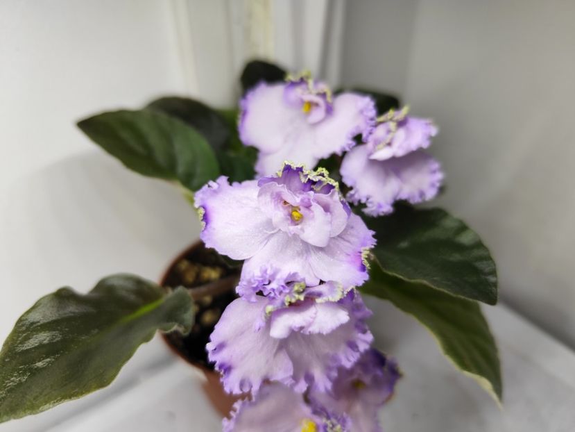 26 ianuarie 2025 - Buckeye Legal Tender