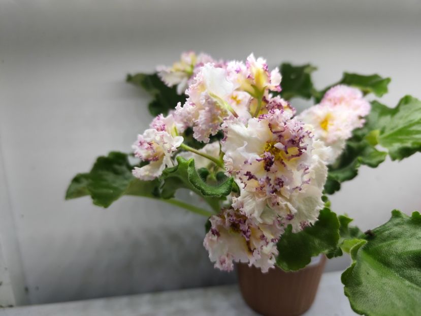 26 ianuarie 2025 - Dn Kiyivski Kashtani