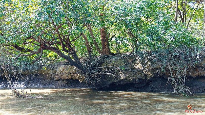 COSTA RICA - Jungle - --- COSTA RICA