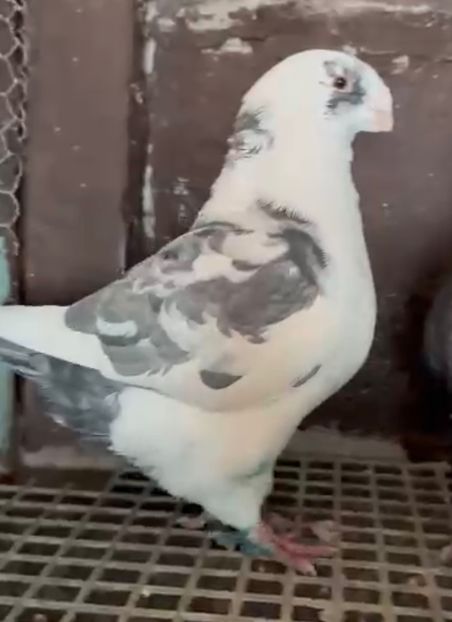 BFE95A42-3929-48B6-AFB1-AAD5765C6748 - AMERICAN GIANT HOMER 2025