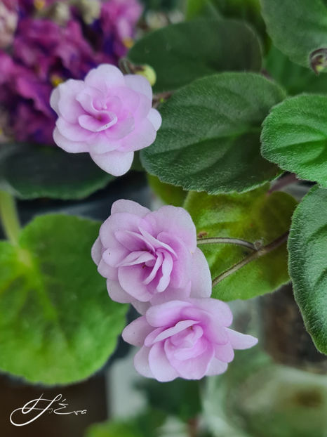  - Rob s Vanilla Trail