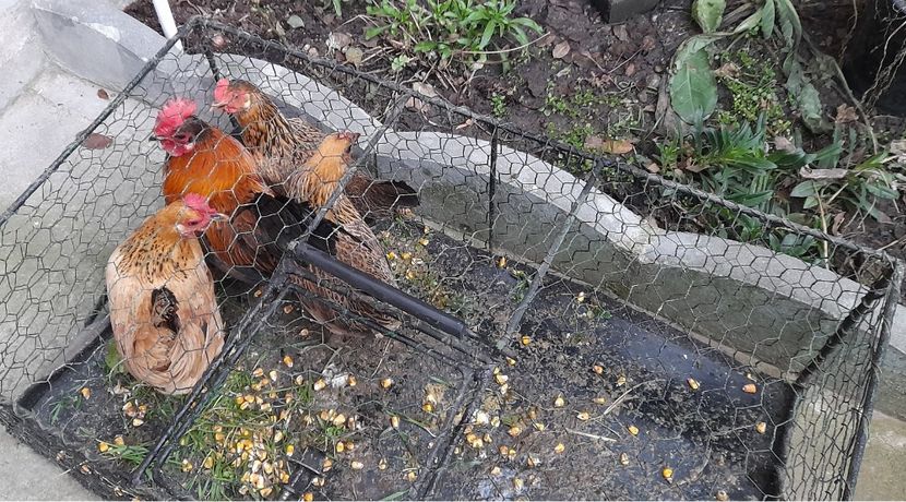 Pitoace 1 - Pitoace 2024 2025