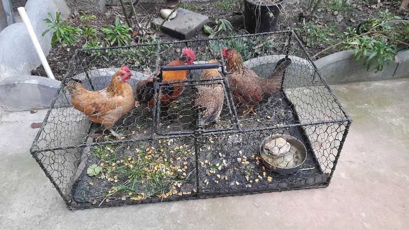 Pitoace 2 - Pitoace 2024 2025