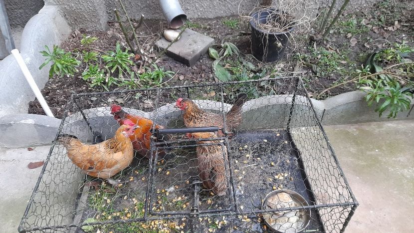 Pitoace 2025 - Pitoace 2024 2025