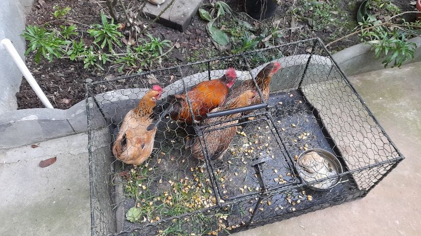 Pitoace - Pitoace 2024 2025