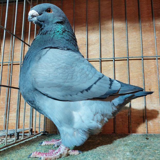 F 2022 - PORUMBEI AGH PERECHI 2026