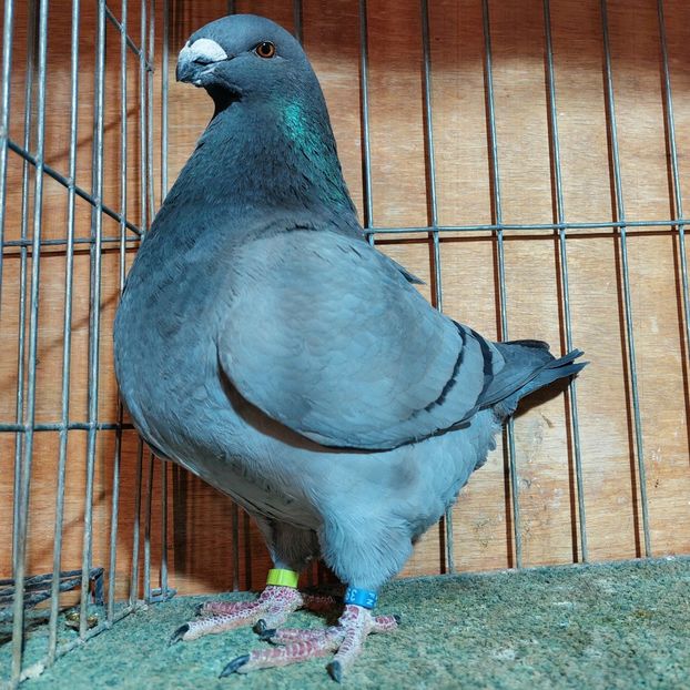 F 2024 - PORUMBEI AGH PERECHI 2026