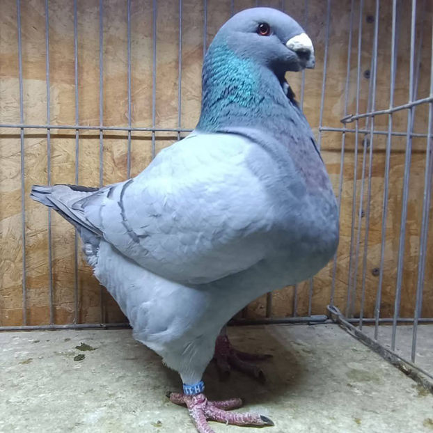 M- 2024 No. - AMERICAN GiANT HOMER MATCA