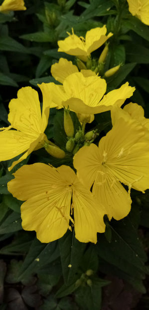  - -LUMINITA DE SEARA - OENOTHERA FRUTICOSA