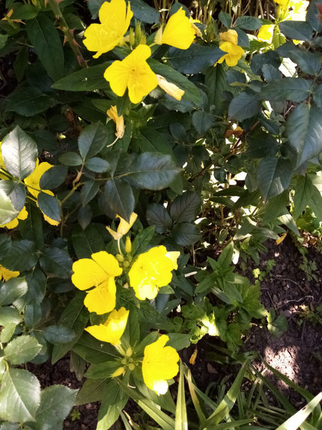  - -LUMINITA DE SEARA - OENOTHERA FRUTICOSA