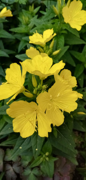  - -LUMINITA DE SEARA - OENOTHERA FRUTICOSA