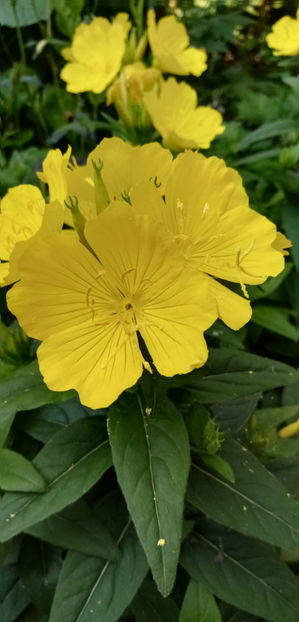  - -LUMINITA DE SEARA - OENOTHERA FRUTICOSA