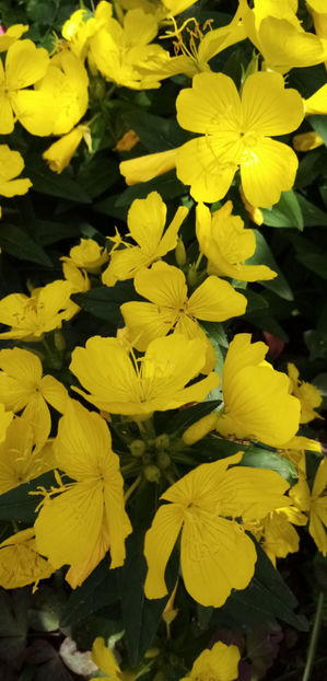  - -LUMINITA DE SEARA - OENOTHERA FRUTICOSA