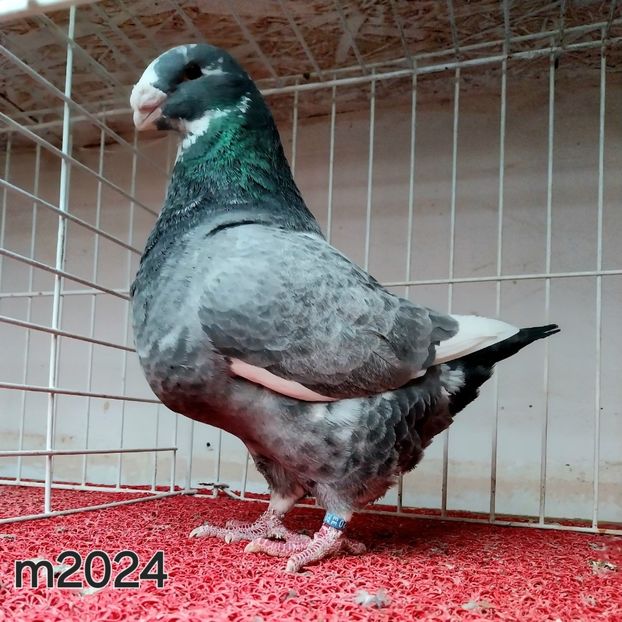  - Pui 2024 opriți la matca