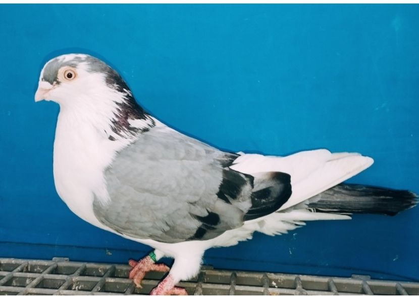 6939  femelă  2019 - Plecați ALBUM 4