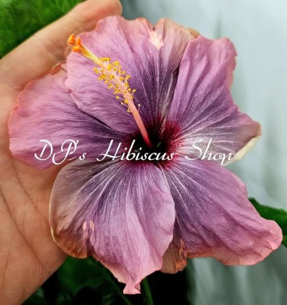  - DPs Purple Wide Side