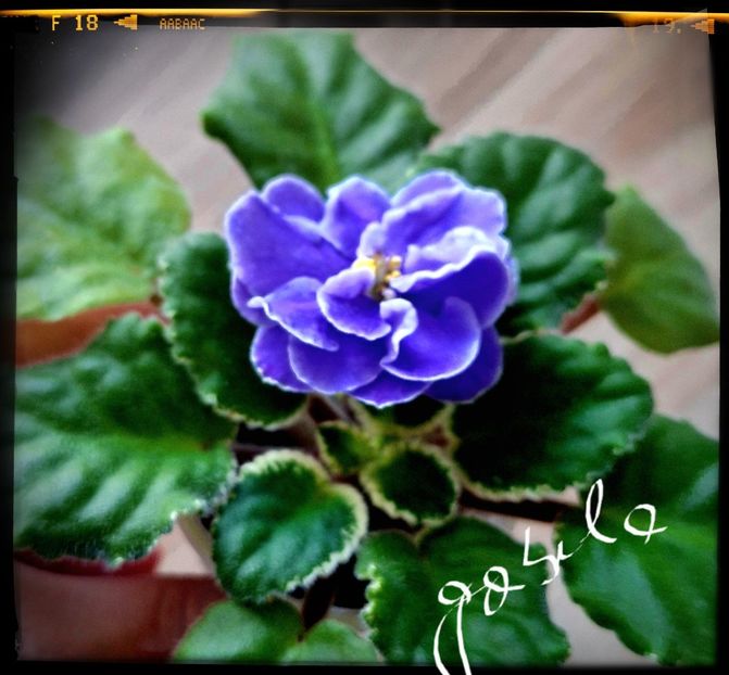 Cajun s River Wind - AA violete africane de colectie
