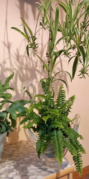 © - 2024 - 04 - 2025 - 00 - Iarna