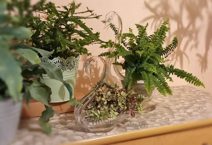 © - 2024 - 04 - 2025 - 00 - Iarna