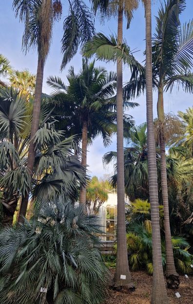  - 2025 Gradina botanica Valencia