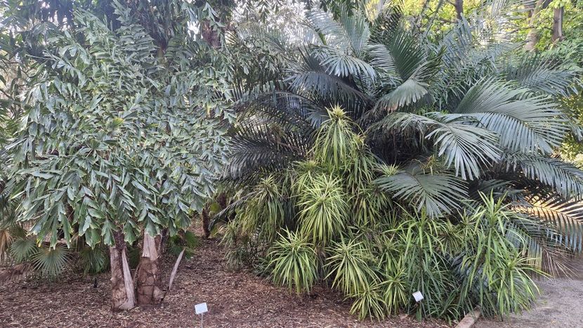  - 2025 Gradina botanica Valencia