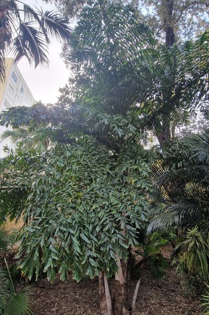  - 2025 Gradina botanica Valencia