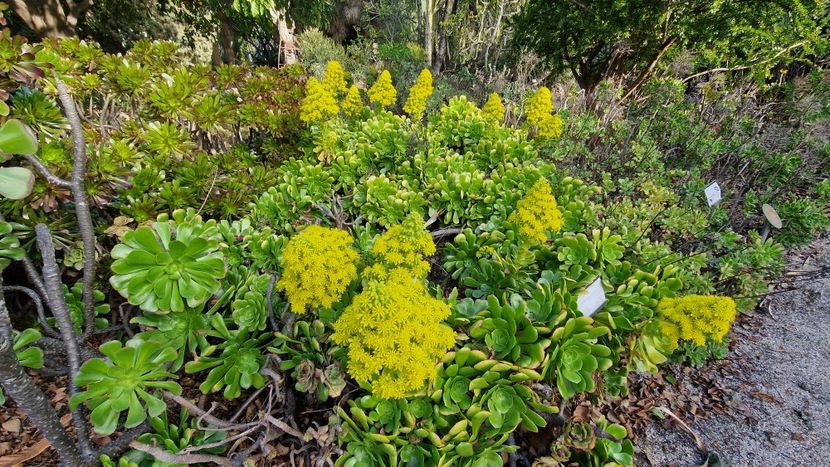  - 2025 Gradina botanica Valencia