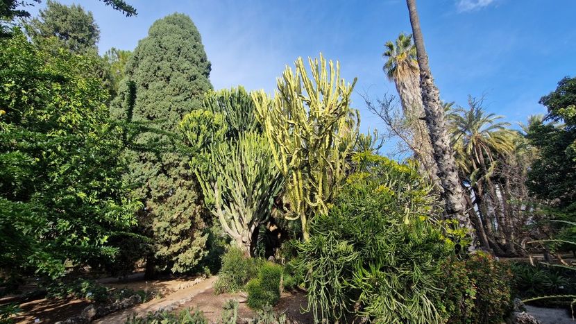  - 2025 Gradina botanica Valencia