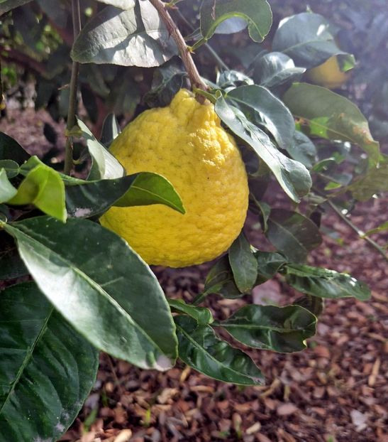  - 2025 Gradina botanica Valencia