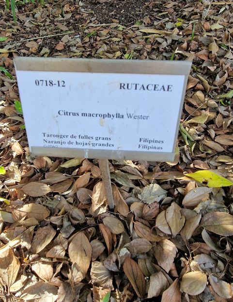  - 2025 Gradina botanica Valencia