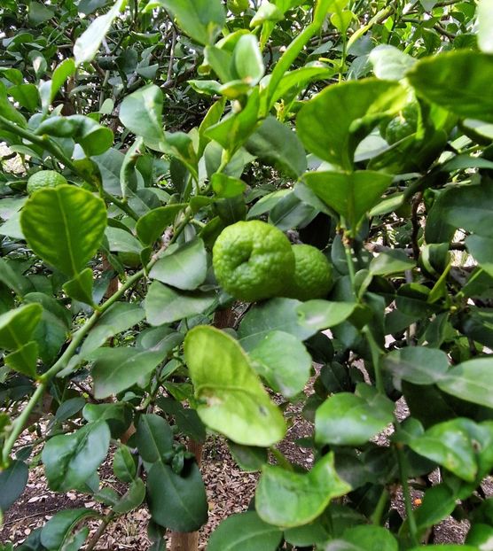  - 2025 Gradina botanica Valencia