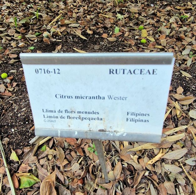  - 2025 Gradina botanica Valencia