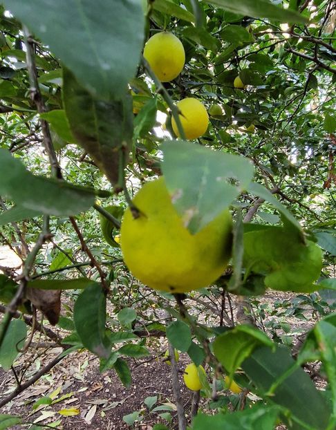  - 2025 Gradina botanica Valencia