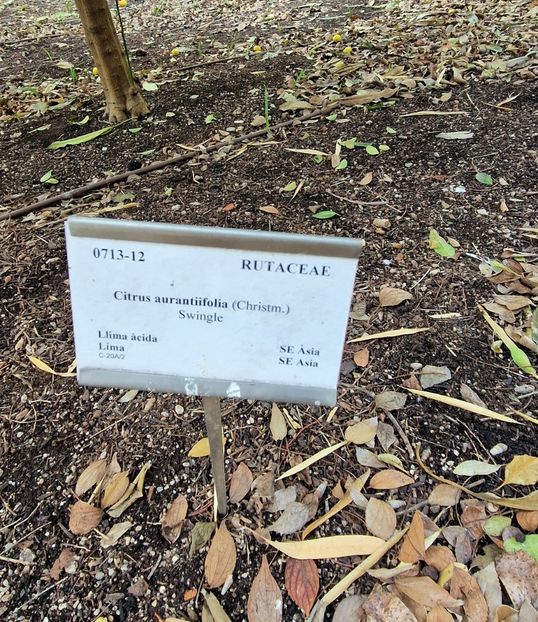  - 2025 Gradina botanica Valencia