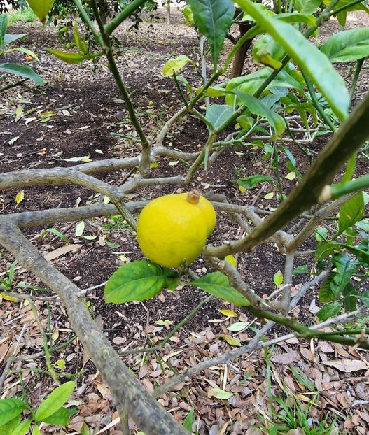  - 2025 Gradina botanica Valencia