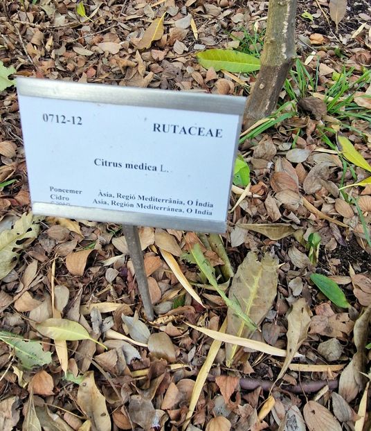  - 2025 Gradina botanica Valencia