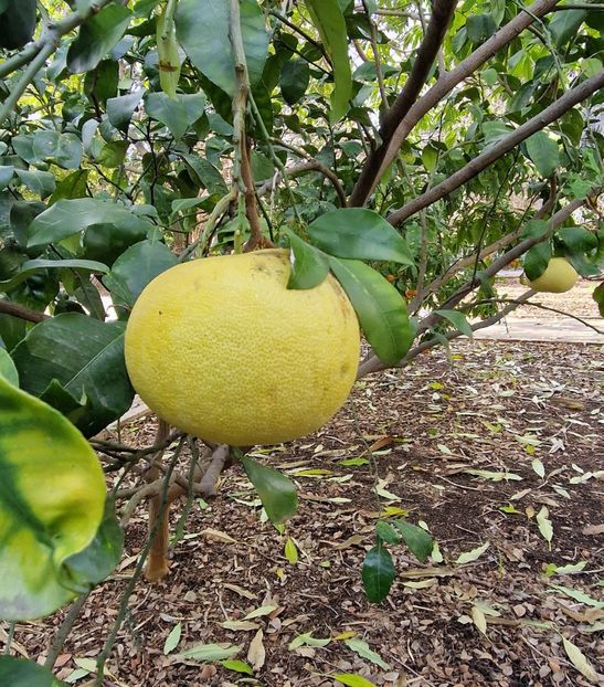  - 2025 Gradina botanica Valencia