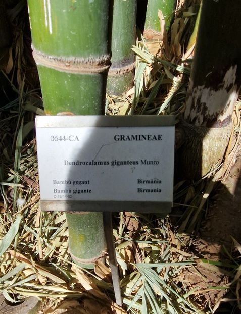  - 2025 Gradina botanica Valencia