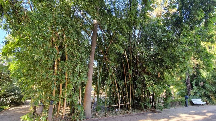  - 2025 Gradina botanica Valencia