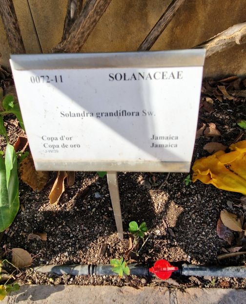  - 2025 Gradina botanica Valencia