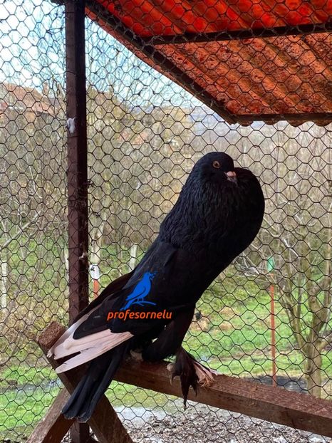 vândut lui Andrei Drăgoi (AB) - Porumbei VÂNDUȚI