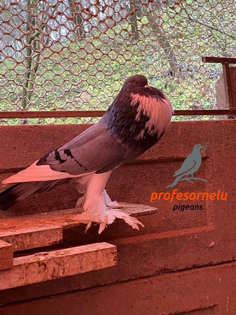 vândut lui Andrei Drăgoi (AB) - Porumbei VÂNDUȚI