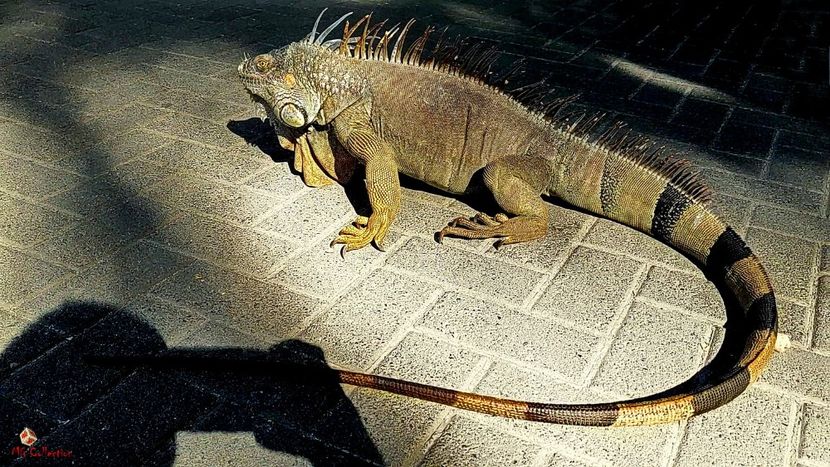 COSTA RICA - Lizzy 5 - --- COSTA RICA