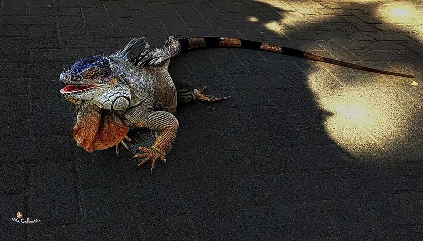 COSTA RICA - Lizzy 6 - --- COSTA RICA